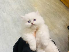 -欣宠猫屋·矮脚拿破仑·蓝金金渐层