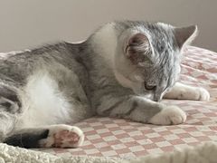 -伟伟宠物医院·CT影像中心·瑞派犬猫综合性门诊(汉口总院)
