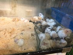 -双季花艺园艺市场(浦东店)