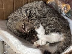 -九斤黄三黄鸡专卖店