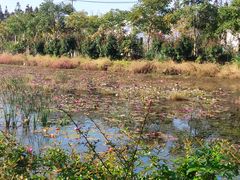 -上海长兴岛郊野公园