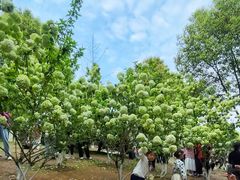 -铁山坪森林公园