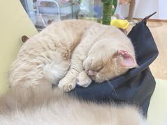 -1013 PET SHOP精品宠物商店(丁香店)