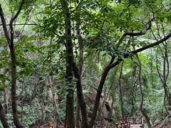 -大岭沟猕猴桃谷风景区
