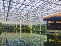 -上海鲜花港