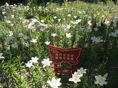 -文瀛公园