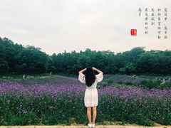 -大塘金香草谷