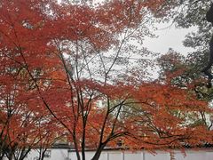 -秋霞圃