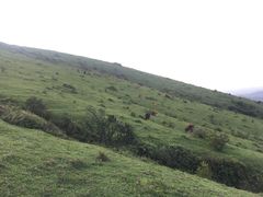 -大姆山草场