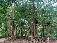 -中国科学院西双版纳热带植物园