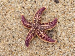 -那香海钻石沙滩浴场