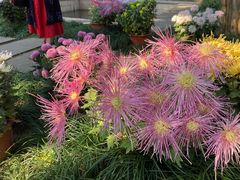 -杭州植物园