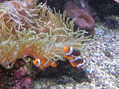 -凯莉-塔尔敦海洋生物水族馆