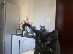 -瑞派·关忠动物医院·猫专科·犬专科(三环新城店)