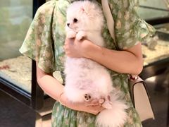 -momokira米努特·德文卷毛猫·棉花面纱犬