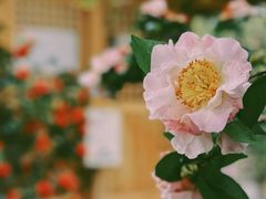 粉粉嫩嫩的真好看-瑭风赏阁