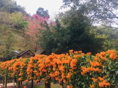 -灵光寺