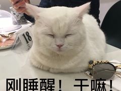 -飞行喵MR PILOT|猫舍·猫咖(静安大融城店)