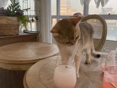 -共舞时光猫咖·狗咖(新街口店)