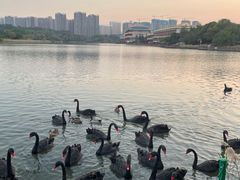 -五缘湾湿地公园