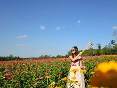 -莲花山花海
