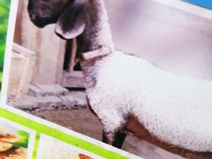 -新疆阿力烧烤