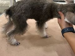 -艾贝尔宠物医院 ·内科全科(梁溪路店)