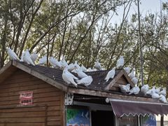 -天津妈祖文化园