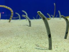 -上海海洋水族馆