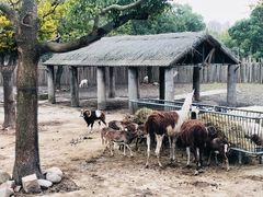 -上海野生动物园
