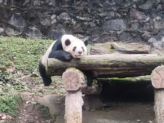 -都江堰中华大熊猫苑