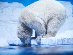 -大连老虎滩海洋公园