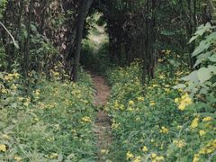 -铁山坪森林公园