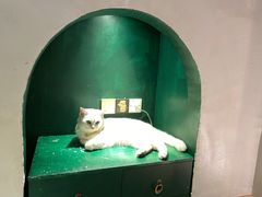 -猫儿山۰猫主题餐厅