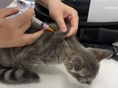 -伟伟宠物医院·CT影像中心·瑞派犬猫综合性门诊(汉口总院)