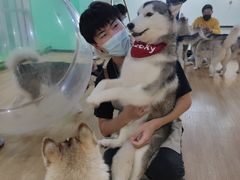 -Husky Go! 哈士奇体验馆·宠物咖啡厅狗咖