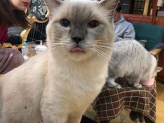 -万小咖.猫咖(中山路天虹店)