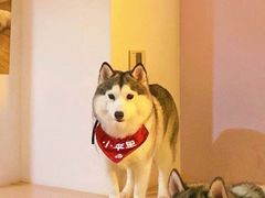-Husky Go! 哈士奇体验馆·宠物咖啡厅狗咖
