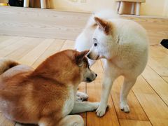 -喜柴咖啡·柴犬狗咖