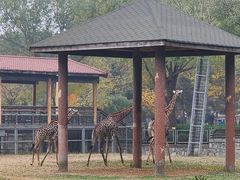 -石家庄市动物园