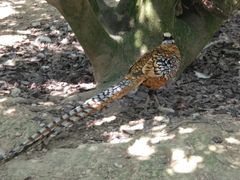 -泉州海丝野生动物世界