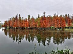 -白鹭湾湿地公园