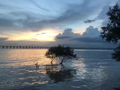 -宝安西湾红树林湿地公园