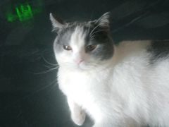 -创凡宠物医院·骨专科  猫科中心(西乡分院)