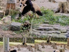 -都江堰中华大熊猫苑