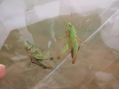 -福建鲤鱼洲酒店