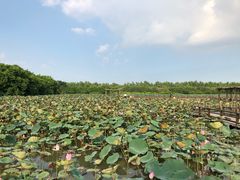 -大湾区中央湿地公园