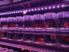 -华声天桥民俗文化园