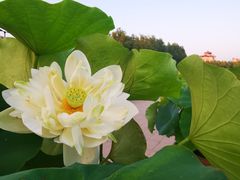 -莲花池公园