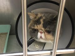 -安安宠医·安宠宠物医院